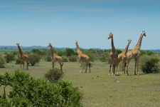 Botswana-Mashatu-Land of the Giants - Tuli Riding Safari